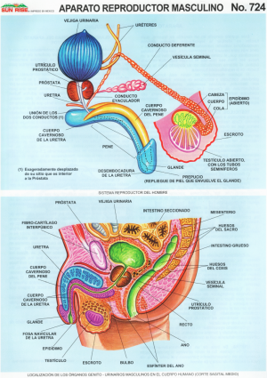 Aparato Reproductor Masculino